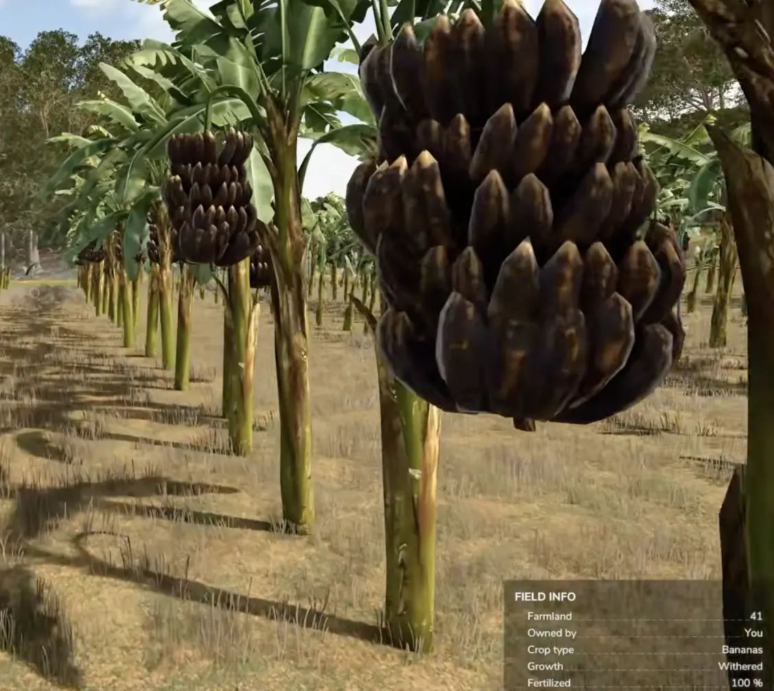 Withered banana bunches on a plantation with the field info panel showing Bananas and Growth: Withered