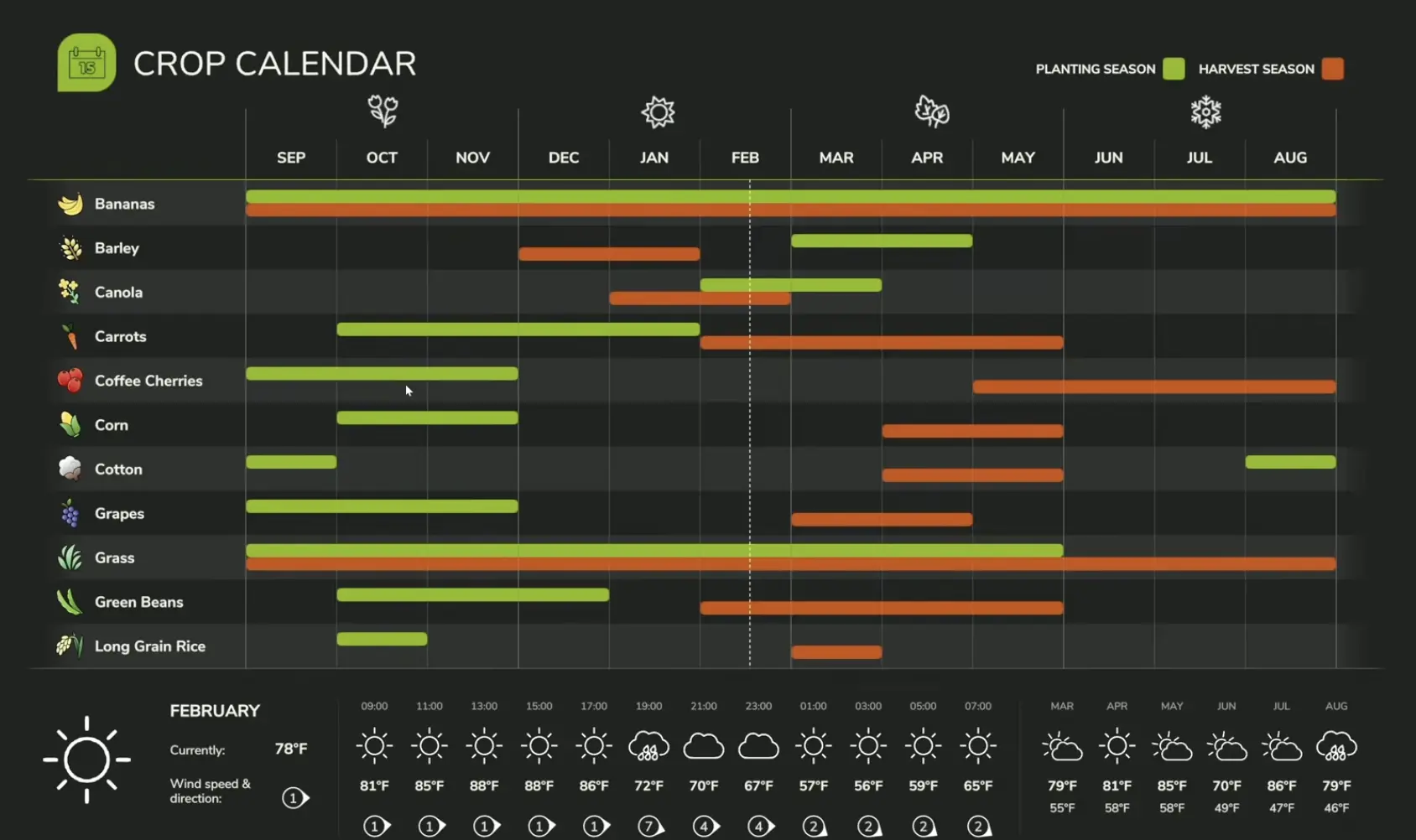 Catuaí crop calendar showing coffee planting and harvesting months