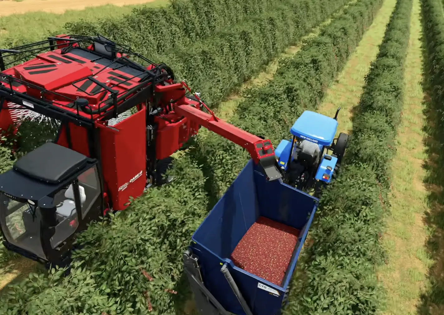 Case IH coffee harvester using its unloading auger to transfer coffee cherries into a nearby trailer