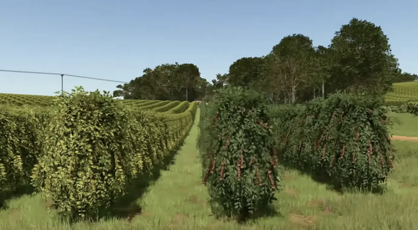 Coffee plants with yellowed diseased foliage beside greener healthy coffee plants